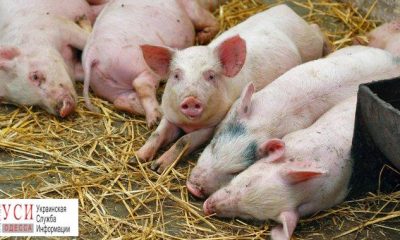 Африканская чума свиней распространилась еще на два села в Измаильском районе «фото»