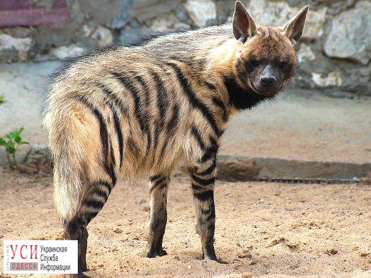В Одесском зоопарке появились новые обитатели – полосатые гиены «фото»