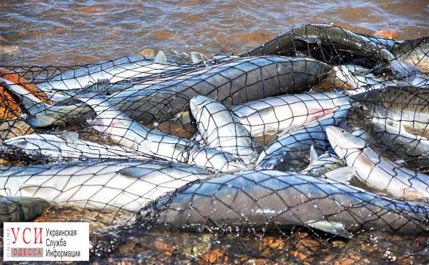 За полгода одесские рыбаки нанесли ущерб природе на 1,3 миллиона гривен «фото»