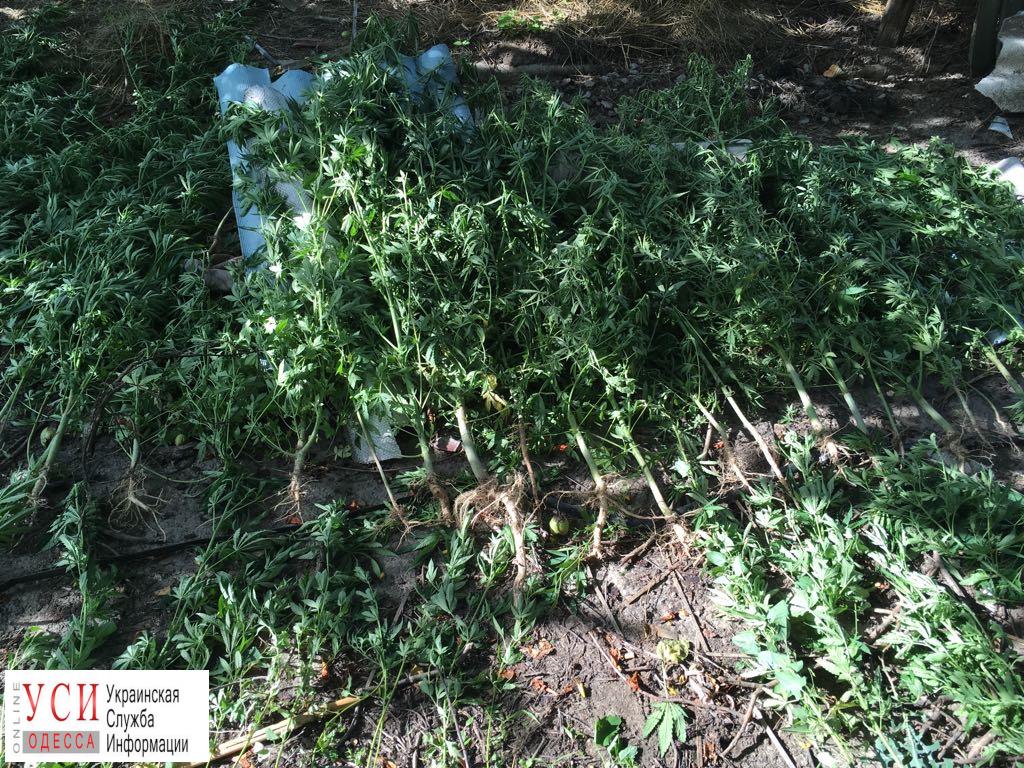 Житель Одесской области выращивал наркотики среди сорняков (фото) «фото»