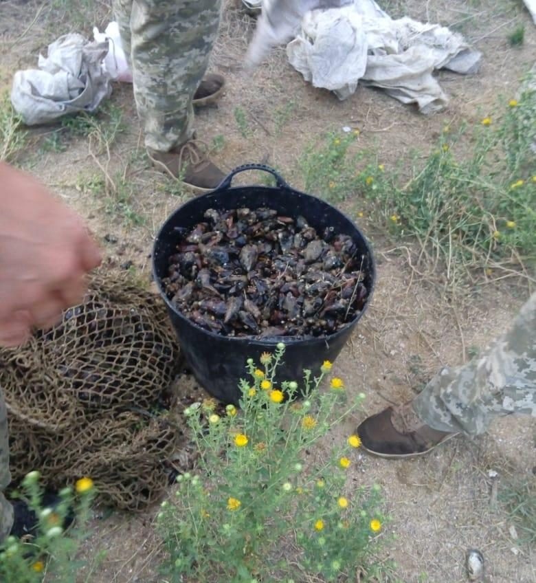 В Одесской области задержали браконьера, выловившего 6,5 тысяч мидий (фото) «фото»