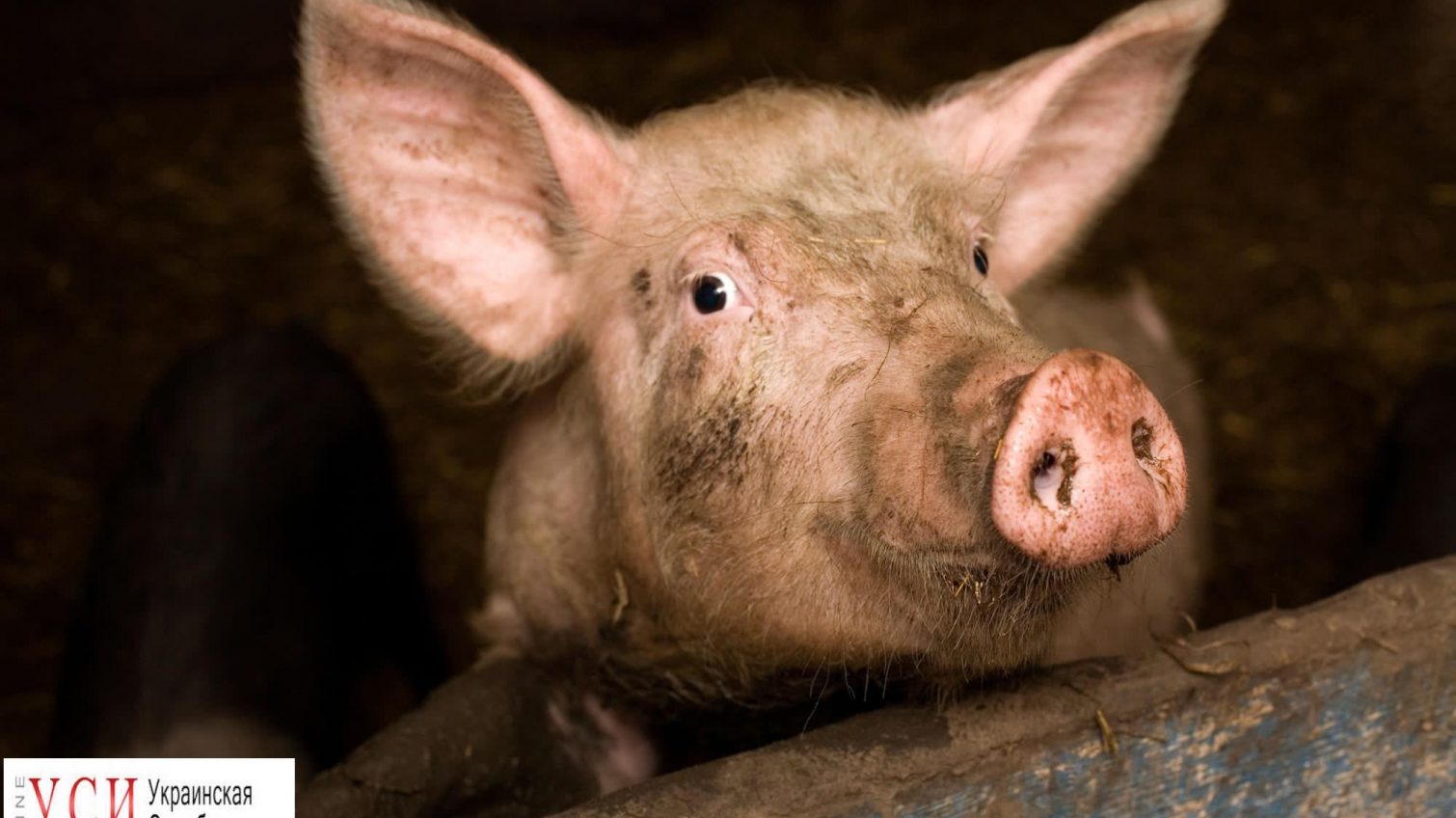 Чума свиней: в Измаильском районе свиней бросают в поле (видео) «фото»