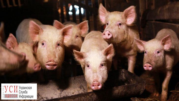 В Овидиопольском районе зафиксирована вспышка чумы свиней и введен карантин «фото»