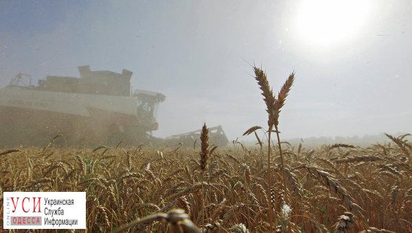 Одесская область вышла в лидеры по сбору зерновых «фото»