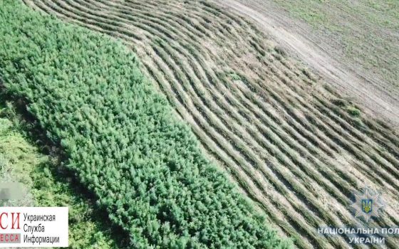 В Одесской области спрятали более гектара конопли (фото) «фото»
