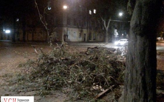 На Нежинской упало огромное дерево: не было уличного света и не ходил трамвай (фото) «фото»