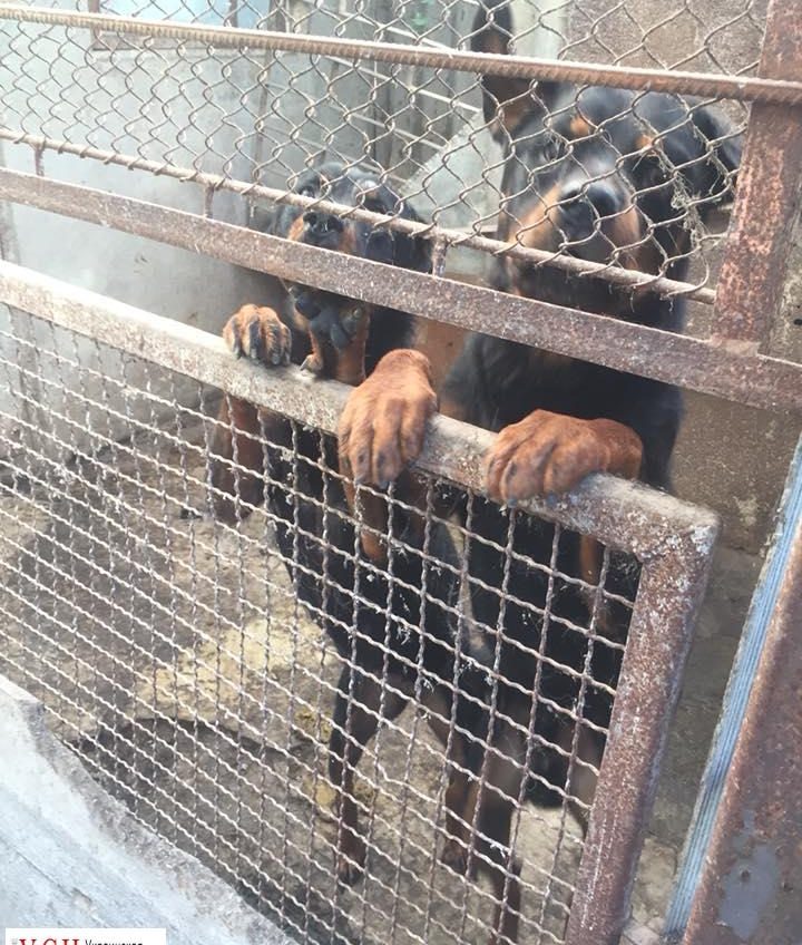 На Таирова заводчик ротвейлеров держит больных собак в тесных клетках (фото) «фото»