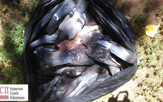 В центре Одессы начали массово умирать голуби (фото) «фото»