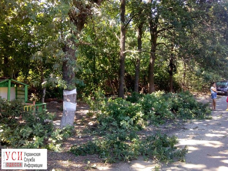 На Фонтанке дорубили деревья: местные хотят посадить новые (фото) «фото»