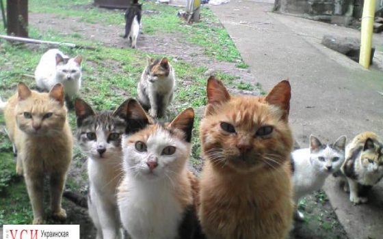 В Одессе заработала программа по осмотру и стерилизации дворовых котов «фото»
