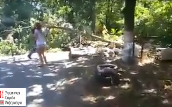 Под Одессой массово спилили деревья (видео) «фото»