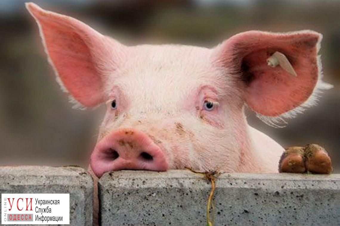 В Одеской области зафиксировали 27 случаев чумы свиней «фото»