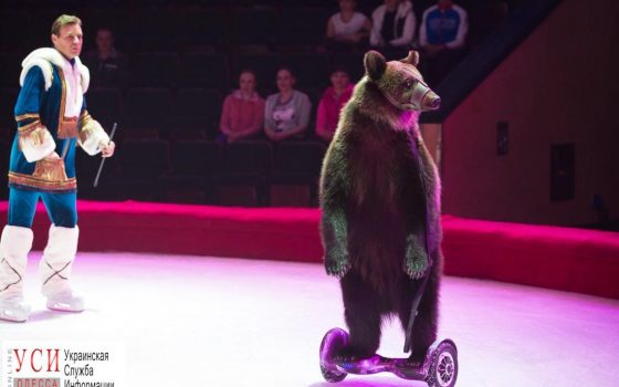 Госэкоинспекция все-таки запретила эксплуатировать медведя в Одесском цирке «фото»
