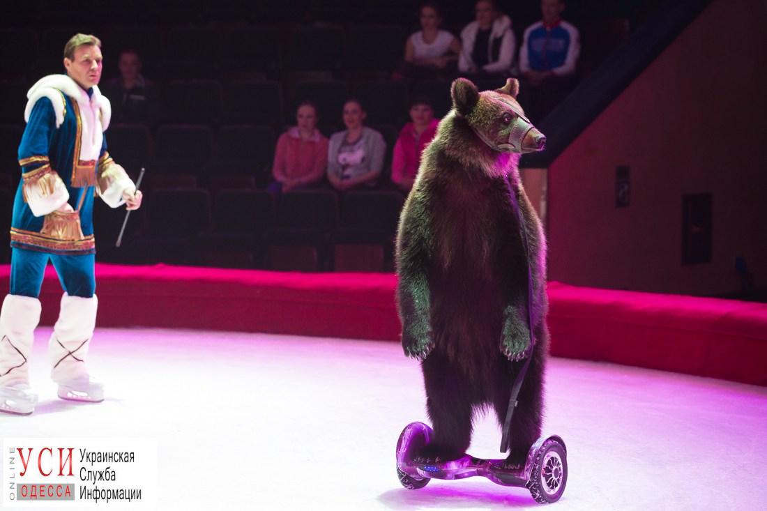 Госэкоинспекция все-таки запретила эксплуатировать медведя в Одесском цирке «фото»