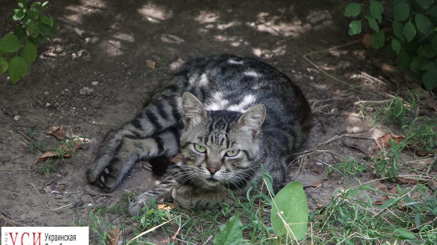 Международный день кота: пушистые обитатели одесских улиц (фото) «фото»