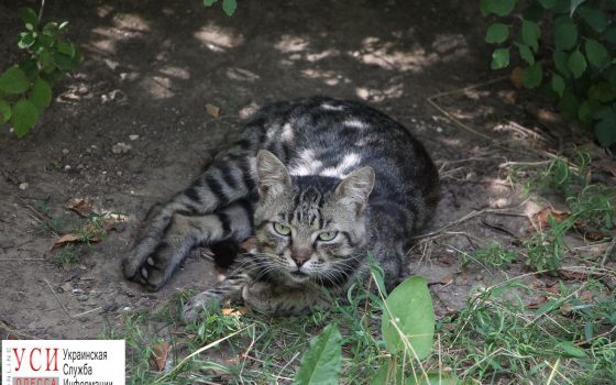 Международный день кота: пушистые обитатели одесских улиц (фото) «фото»