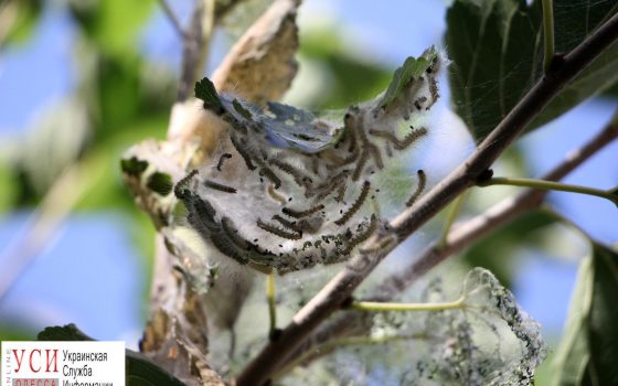 Белые гусеницы атаковали одесские деревья – они под угрозой (фото) «фото»