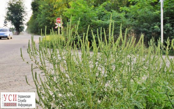 Биологическая бомба: обочины одесских трасс заросли опасной амброзией, за ними никто не следит «фото»