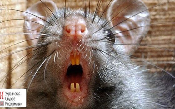 В ресторане у Оперного женщину укусила крыса – администрация крысу не признала (документ) «фото»