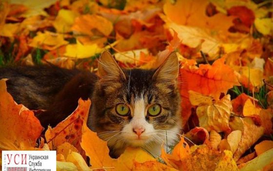 Синоптики прогнозируют одесситам холодные ночи и теплые дни «фото»