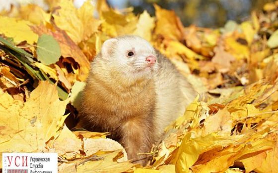 Осень наступила: днем в Одессе будет прохладно «фото»