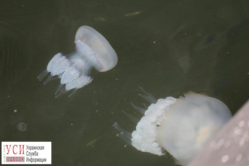 Одесское побережье заполнили опасные медузы “корнероты”: как уберечь себя и что делать если медуза все же ужалила (видео,фото) «фото»