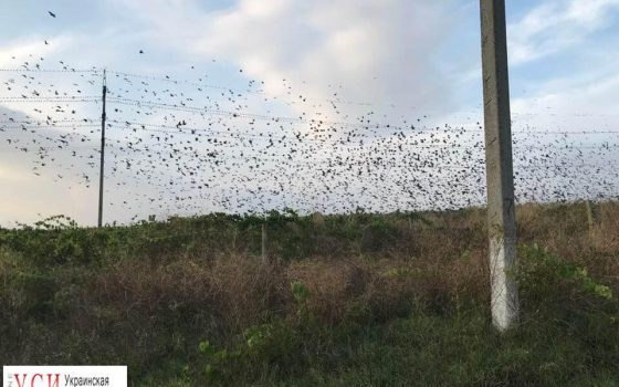 Бессарабские виноградники безжалостно атакуют скворцы (фото) usionline.com Бессарабские виноградники безжалостно атакуют скворцы (фото) «фото»