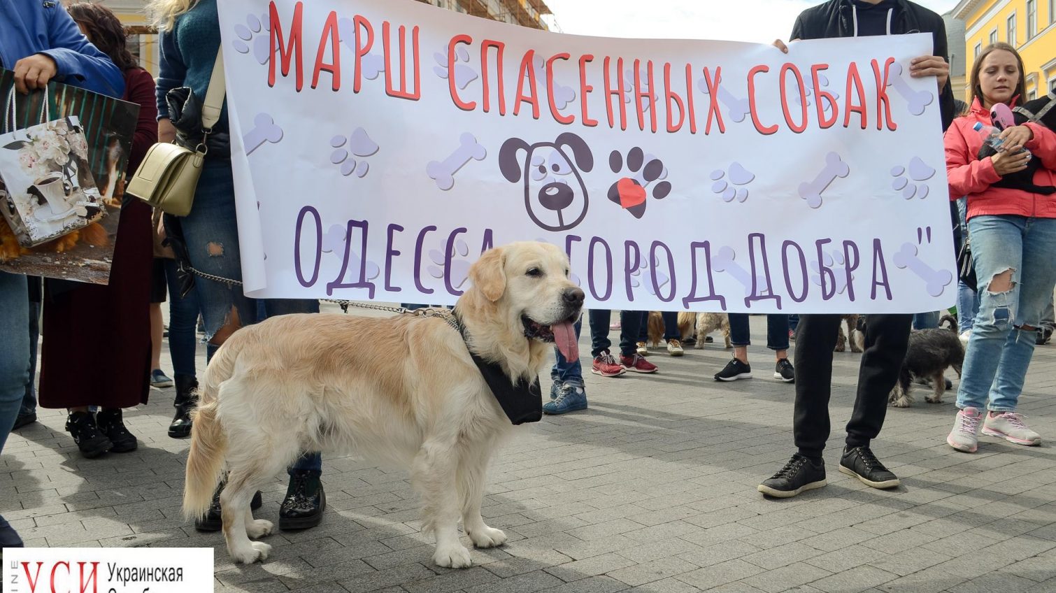 Дворняги на марше: спасенные собаки и их хозяева прошлись по Одессе (фоторепортаж) «фото»