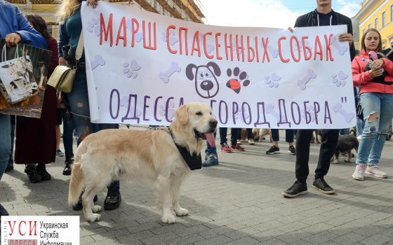 Дворняги на марше: спасенные собаки и их хозяева прошлись по Одессе (фоторепортаж) usionline.com Дворняги на марше: спасенные собаки и их хозяева прошлись по Одессе (фоторепортаж) «фото»