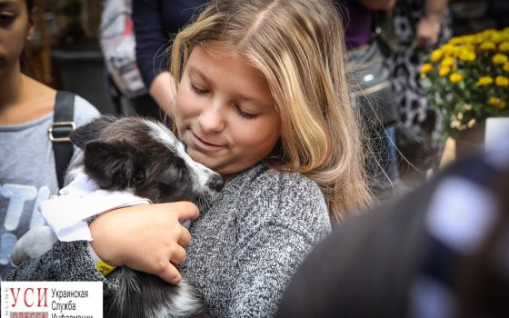 “Home Me”: в Одессе прошел фестиваль, где бездомные кошки и собаки обрели семью (фоторепортаж) «фото»