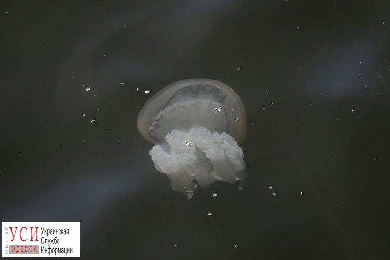 Послештормовое явление в Одессе: на морвокзале большое скопление медуз (фото, видео) «фото»