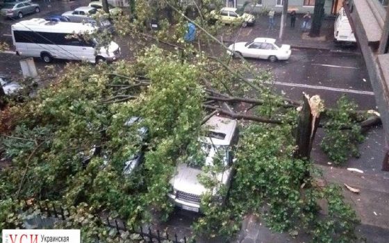 В Одессе непогода повалила 9 деревьев и 21 крупную ветку: одесситов просят ограничить поездки (фото) «фото»
