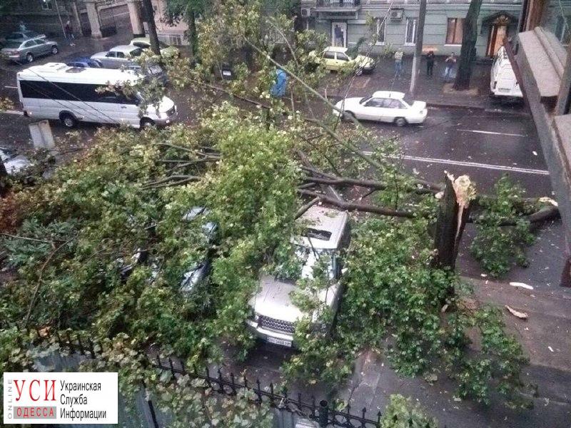 В Одессе непогода повалила 9 деревьев и 21 крупную ветку: одесситов просят ограничить поездки (фото) «фото»