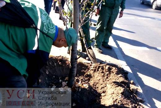 Этой осенью в центре Одессы появится еще 500 деревьев «фото»