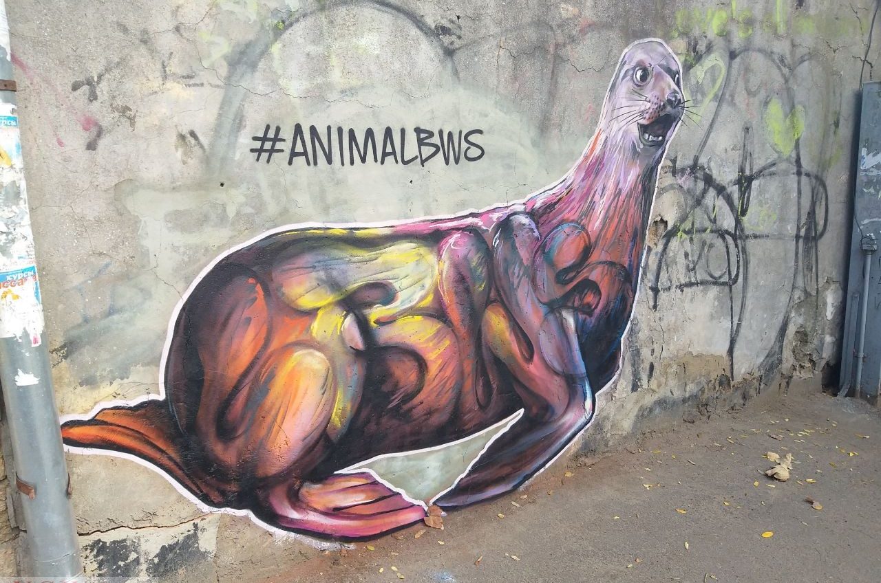 Мурал “Морской котик” украсил старый забор на Осипова (фото) «фото»
