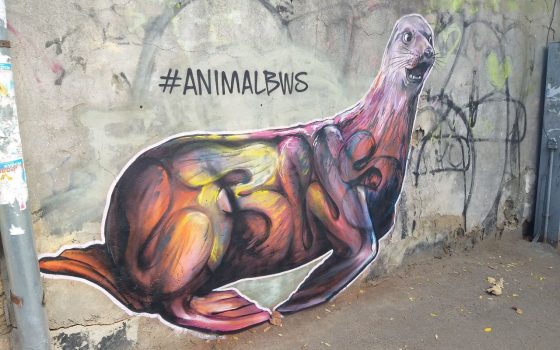 Мурал “Морской котик” украсил старый забор на Осипова (фото) «фото»