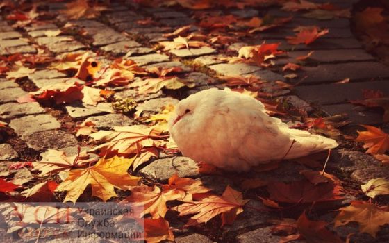 В Одессе начинается похолодание, близятся дожди «фото»