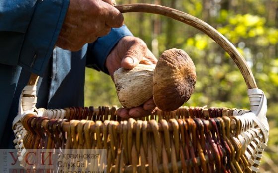 Одесский сезон грибов в разгаре: как не стать жертвой “тихой охоты” «фото»