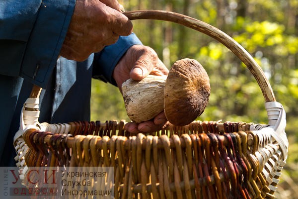 Одесский сезон грибов в разгаре: как не стать жертвой “тихой охоты” «фото»