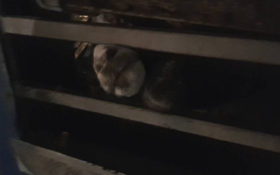 В Черноморском горсовете обсуждают судьбу “застрявших” в порту овец (стрим) ОБНОВЛЕНО «фото»