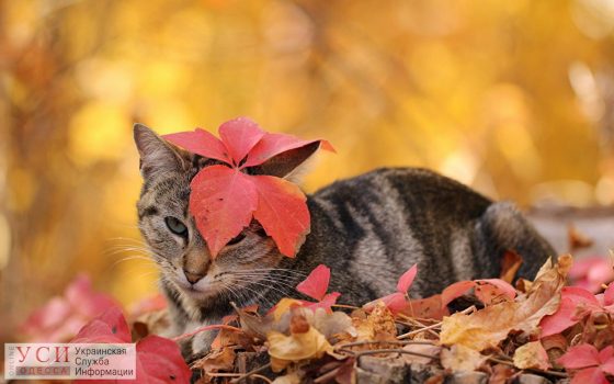 Одесситы продолжат наслаждаться “бабьим летом” «фото»