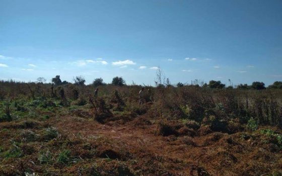 Под Измаилом правоохранители уничтожили большое поле конопли (фото) «фото»