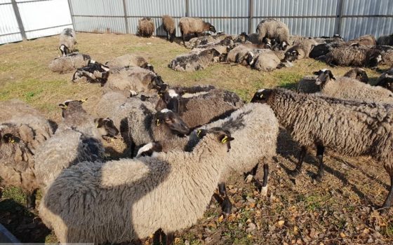 Госпотребслужба расследует жестокое обращение с овцами в Черноморском порту «фото»