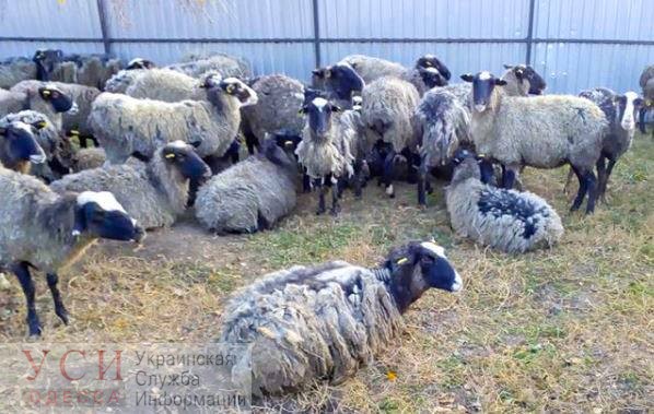 Одесские зоозащитники караулят стадо овец на Тульчинском заводе «фото»