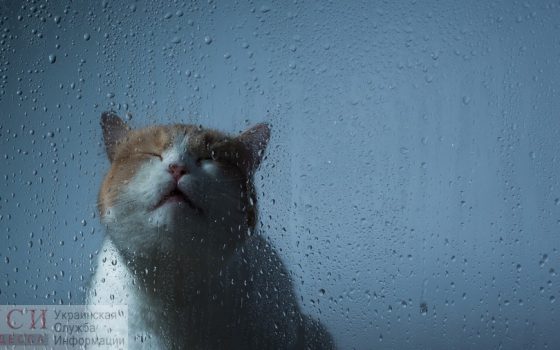 В Одессе опять дожди, а ветер несет похолодание «фото»