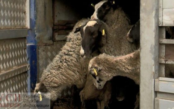 Фуру с овцами из Черноморска перевозят на таможню в Гайсин: возможно там решится их судьба «фото»