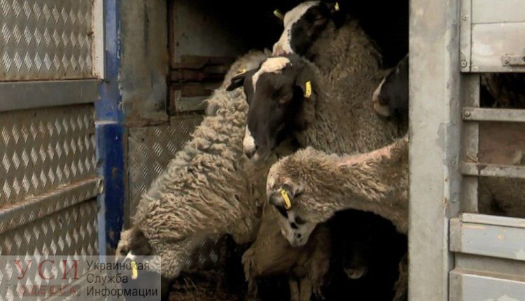 Фуру с овцами из Черноморска перевозят на таможню в Гайсин: возможно там решится их судьба «фото»