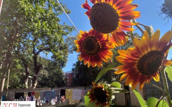 Переселенцы обжили полузаброшенный дом на Успенской и уже не собираются никуда переезжать «фото»