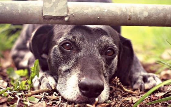 В парках Одессы опять травят собак (фото) «фото»