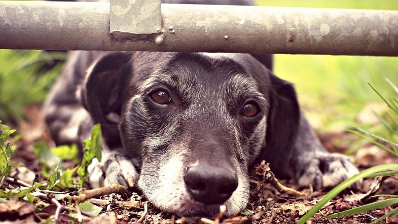 В парках Одессы опять травят собак (фото) «фото»